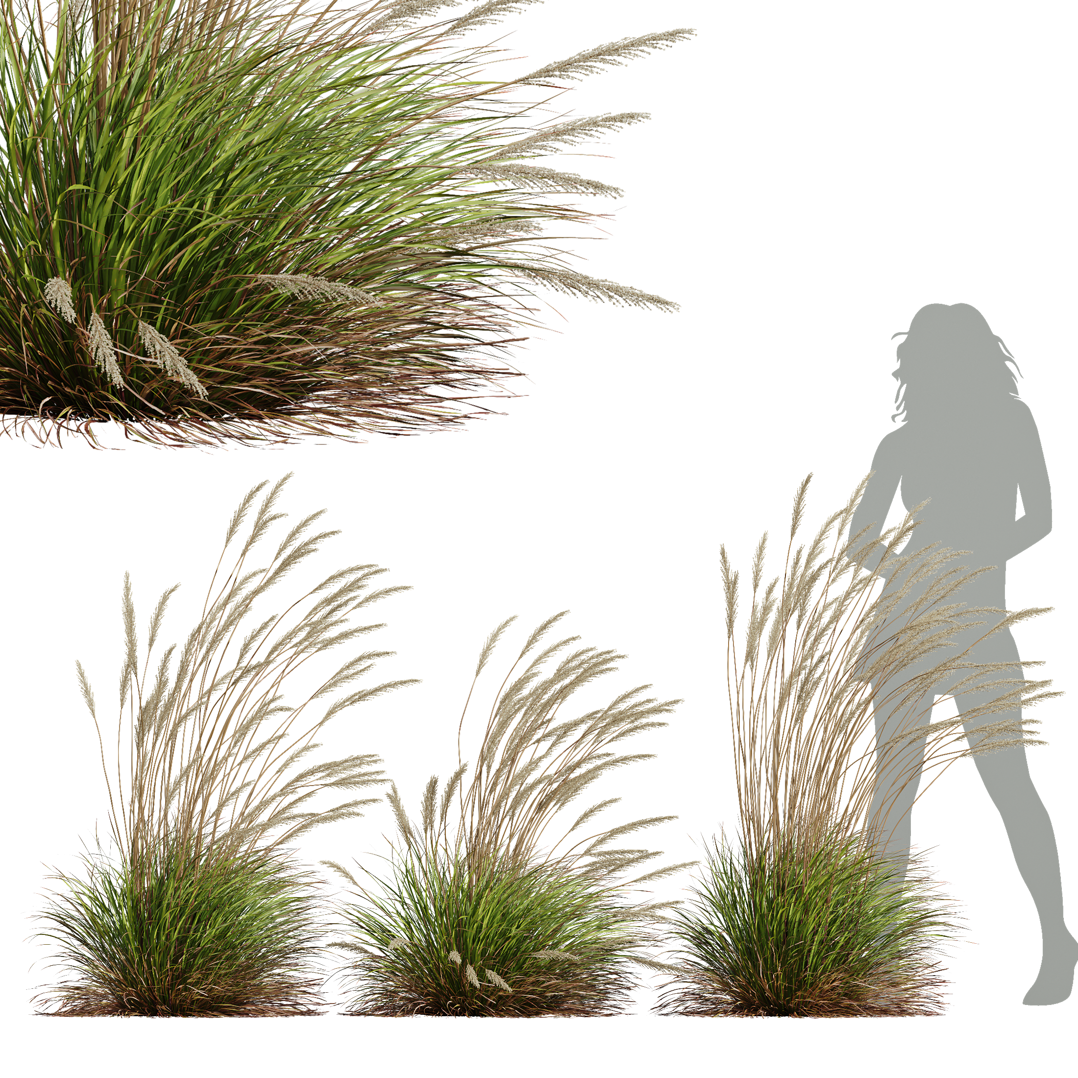 HQ Plants Calamagrostis Acutiflora Karl Foerster Windy